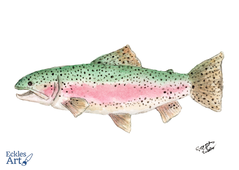 Side profile of an isolated rainbow trout facing left, featuring the characteristic bright green and salmon-colored stripes with black dots clustered primarily along the top of the body.
